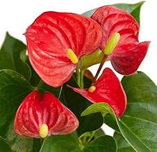 The Four Seasons Anthurium Red | Andraeanum Flamingo Flower | Miniature Variety | Rare natural Live Plant in Pot