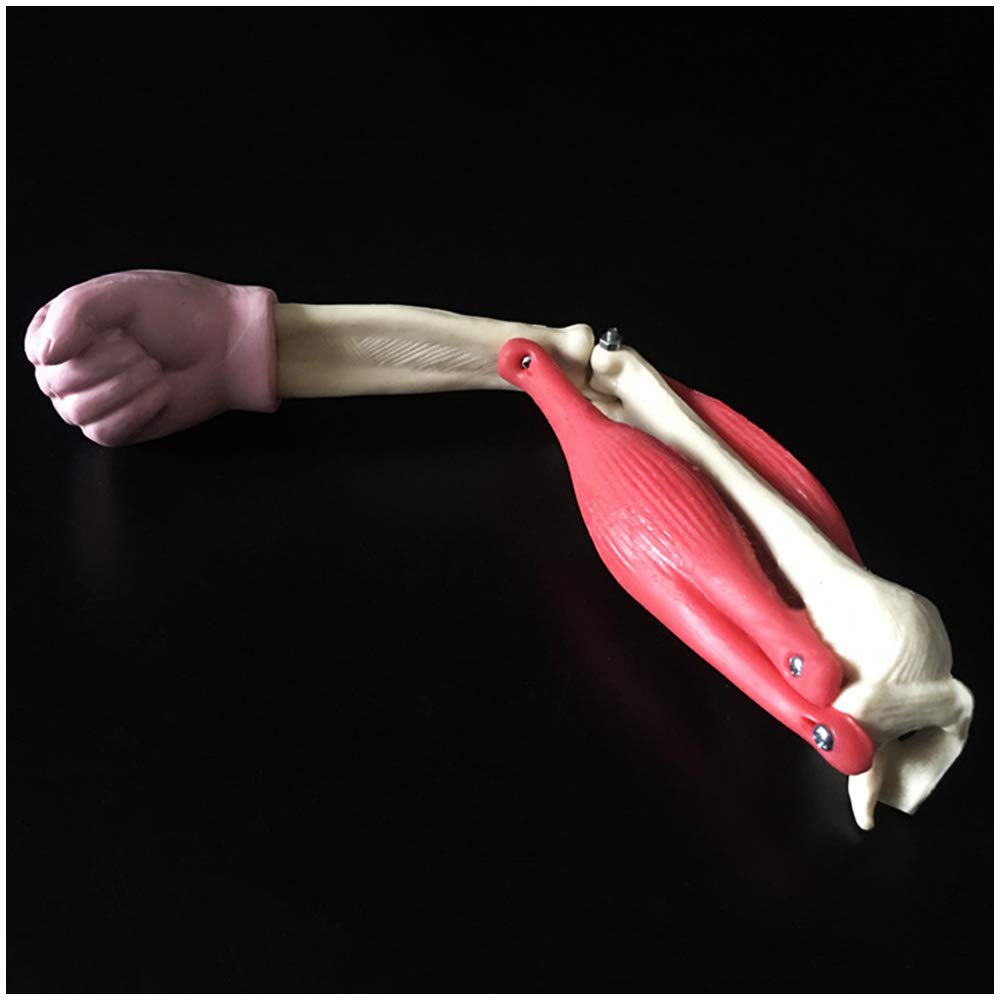 Sjdopulse Elbow Joint Model - Human Elbow Joint Model With Muscle - Medical Anatomical Human Joint Model - For Study Teaching Scientific Anatomy Model