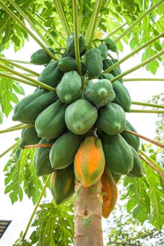 Papaya Fruit Seeds (Pack Of AVG 30-50 Seeds x 1 Per Packet) 1 Packet Of Papaya (B07HDNTPBD) Amazon Price History, Amazon Price Tracker
