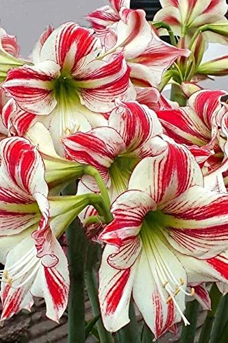 Radha Krishna Agriculture Amaryllis Lily Mixed Colour Flower Bulb For Planting Great Choice Home Grown Decoration Balcony Indoor And Outdoor (Pack Of 1 Flower Bulbs). (B09CPV575F) Amazon Price History, Amazon Price Tracker
