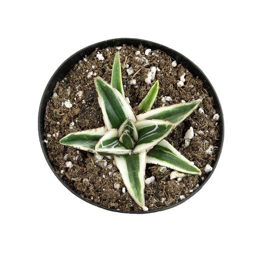 Altman Plants Rare White Rhino Agave, Exotic Succulent & Blue Agave Plant, Live Plant, Exotic Plants & Rare Plants, Live Succulents Plants Live Outdoor Plants, Deluxe Rare Succulent Plants Live Plants