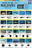 maldive resort italiano  Maldives Fish Field Guide \