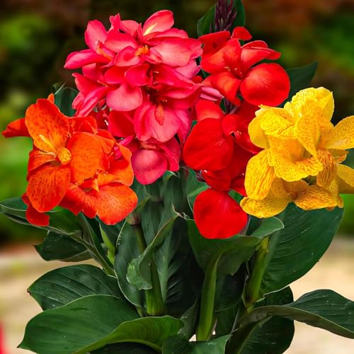5 x Riesen Canna Pflanzen Kollektion | Mischung aus 5 Sorten | Große Canna Nacktwurzel Pflanzen/Stauden aus Holland (kein Samen en nicht winterhart)