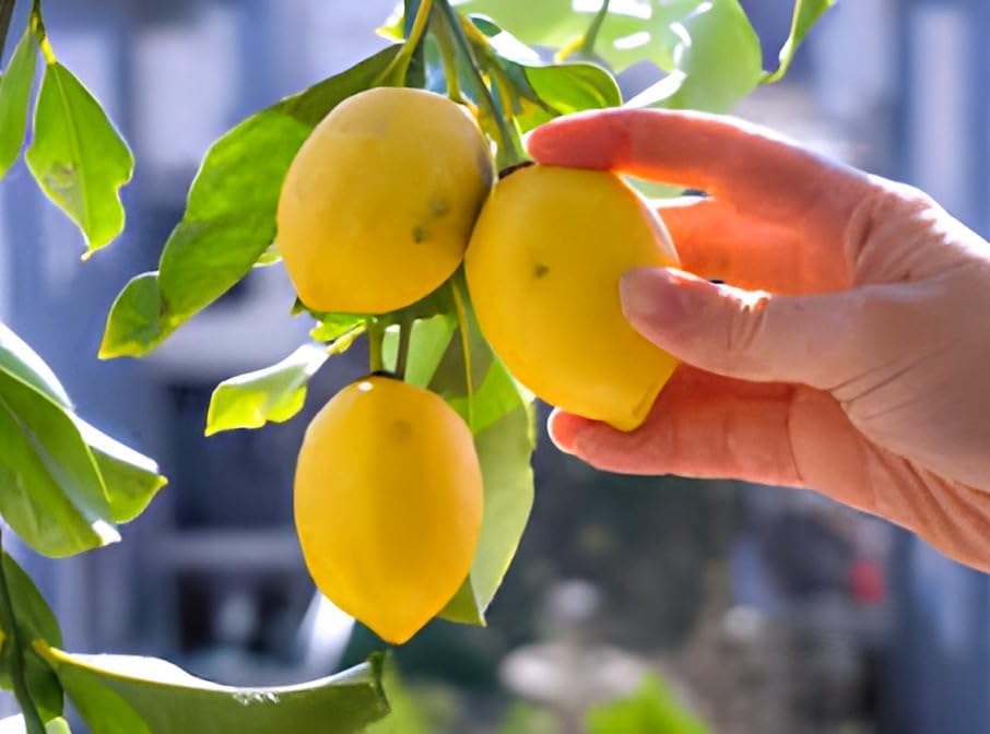 Image of All time Original Desi Yellow Gandharaj Lemon,Lebu,Nimbu Air Layerig Grafted 1 Healthy Plant for Roof Top Garden Plant Live Plant for Home Garden Pack Of 1
