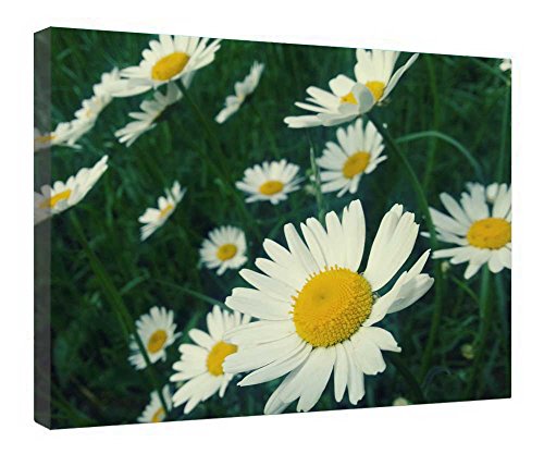 Toile fleurs blanches encadrée bois tableau déco murale 40,6 x 50,8 cm