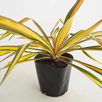 Amazon｜ITANSE ユッカ フィラメントーサ ゴールデンソード 5号