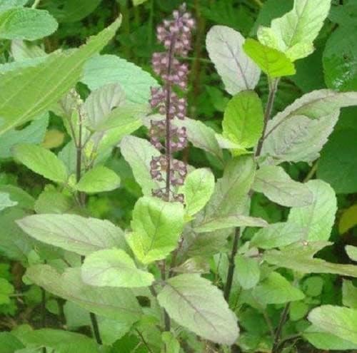 SAFRONI Tulsi Beej || For Planting, Home, Kitchen, Gardening, Farming || Pack of 1 || (1 kg) 2