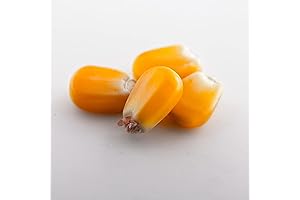 Whole Dried Corn Kernels for Sensory Bin | 10lb Vacuum Sealed