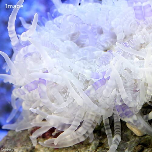 Amazon | （海水魚）シマキッカイソギンチャク おまかせカラー（1匹