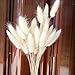 Produktbild LIANA IRWIN 30 Stück Natürliche Getrocknete Rabbit Tail Blumen für Inneneinrichtungen Fotografie Trockenblumen Blumenstrauß Deko für Schlafzimmer Wohnzimmer Balkon