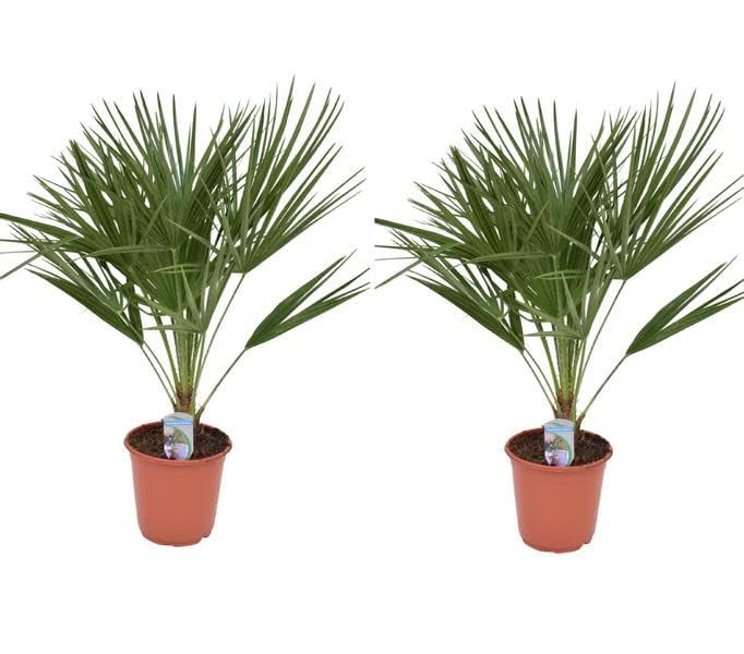 2er Set Winterharte Zwergpalme 70-90 cm Chamaerops humilis Eine der kältetolerantesten Palmenarten in Europa
