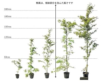 カクレミノ株立1.5M(鉢底から)品番G カクレミノ株立1.5M(鉢底から)品番G - メルカリ