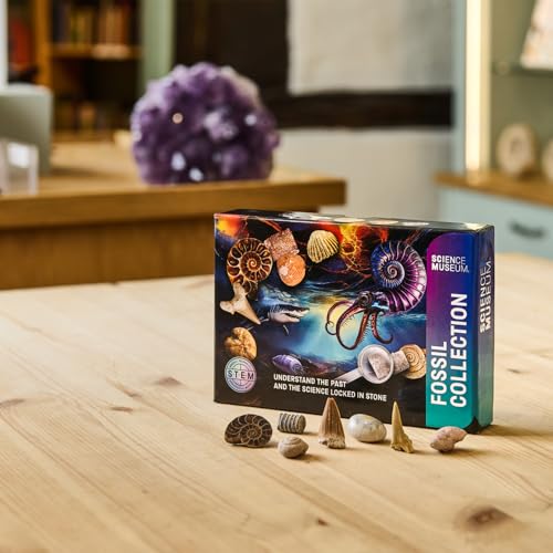 Kit de collection de fossiles pour stimuler la curiosité STEM