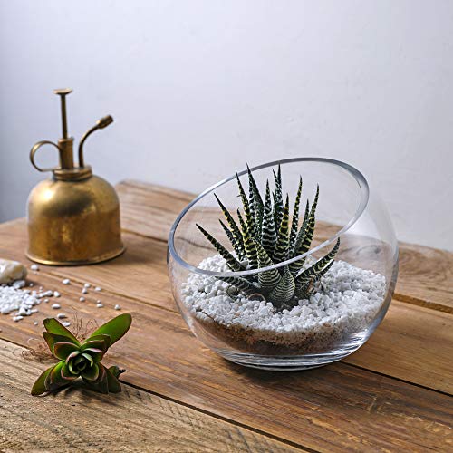 Whole Housewares | Slant Cut Bowl Glass Vase, Width 6.3", Height 5", Clear Terrarium Jar, Candy Jar, Fruit Jar, Floral Container For Wedding Party Event, Home Office Decor, 1 Piece #TOP2