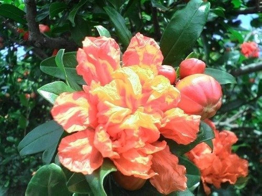 Amazon | ザクロ苗 【大実日本甘ザクロ】 1年生苗 果樹苗木 | 果物