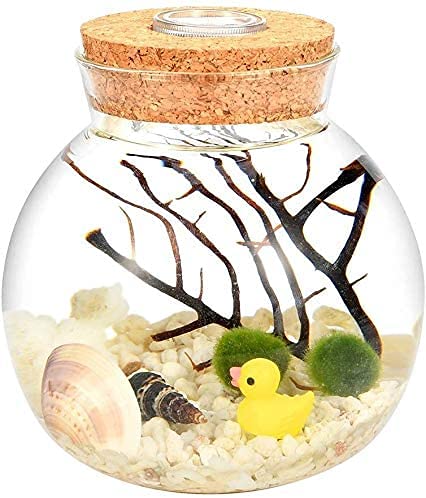 Ecosides LED Aquarium Marimo Kit,Creative Led Night Light Micro Landscape Eco Bottle Glass Terrarium Globe Jar,With Living Moss Balls,Pebbles,Seashell,Black Fan Coral,Gift for Christmas,Wedding Event