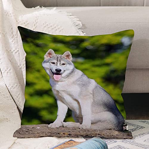  Federe per Cuscini, Cuscini Divano Fodera,Siberian Sled Husky Pedigree Razza adorabile Cucciolo di bellezza,Per Cuscino Federa per Divano Casa Soggiorno Camera da Letto Decorazione per Interni 45x45cm
