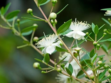 Amazon Co Jp 6か月枯れ保証 生垣樹木 ギンバイカ 0 5m Diy 工具 ガーデン Amazon Co Jp 6か月枯れ保証 生垣樹木 ギンバイカ 0 5m Diy 工具 ガーデン