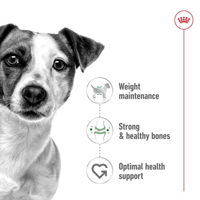Royal Canin Mini Adult | 2 kg | Alleinfuttermittel für Hunde Kleiner Rassen | Omega -3 Fettsäuren für Haut und Fell | Abgestimmter Energiegehalt und angepasste Krokettengröße