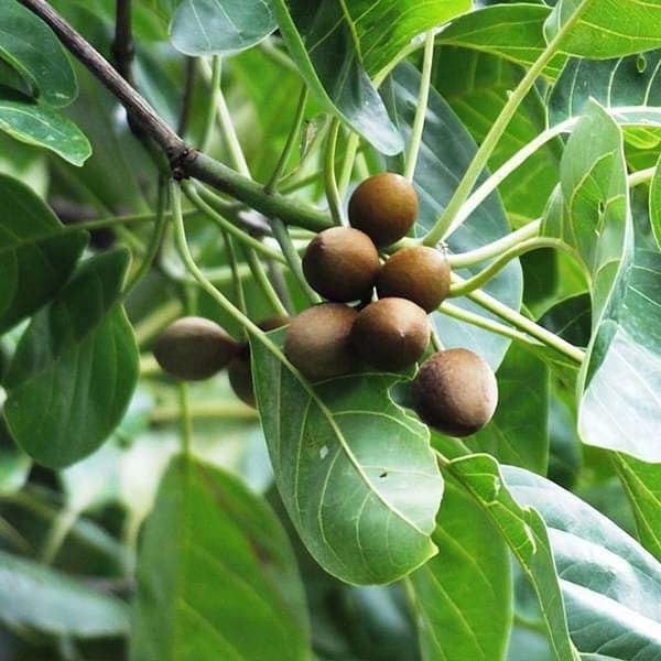 See full amazon price history chart for The Royal Crafty Ayurvedic Exotic Boira,Bahera,Baheda Air Layered Healthy Live Plant for your indoor Garden The Royal Crafty Ayurvedic Exotic Boira,Bahera,Baheda Air Layered Healthy Live Plant for your indoor Garden (B0CT2SS9YL) Amazon Price History, Amazon Price Tracker