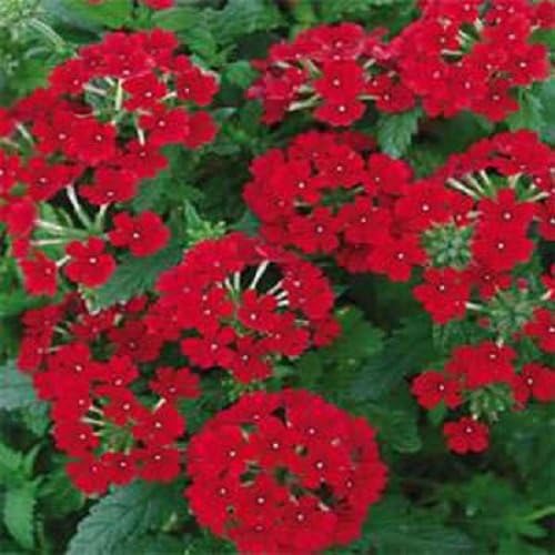 35+ Verbena Scarlet Red Flower Seeds / Deer Resistant