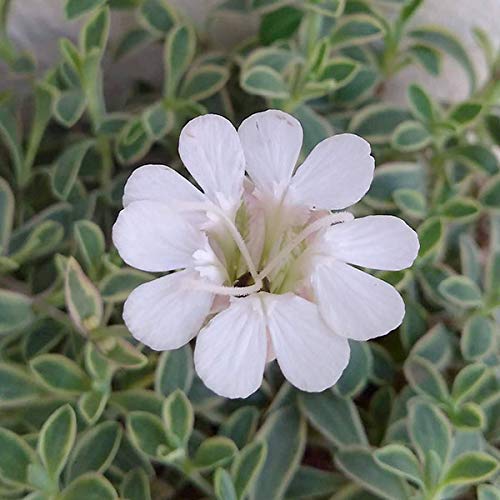 シレネユニフローラ 斑入りの葉っぱと白いお花が可愛い くつろぐ家時間