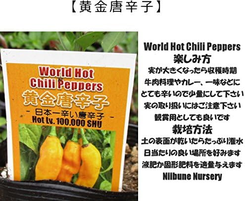 Amazon 辛とうがらし 黄金唐辛子 9cmポット苗 ホット ペッパー トウガラシ 唐辛子 野菜