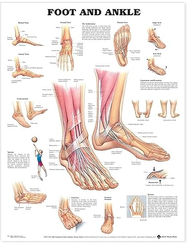And Foot ankle and Foot the of Anatomy 健康・医学 Ankle Wiki) Medicine (Sports WikiSM - Anatomy 健康・医学