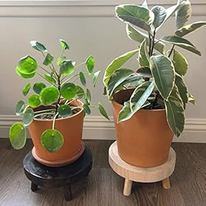 Topzeasetof2miniwoodenstooldisplaystandwoodriserforbonsaiflowerpotsmallpottedplantstandsroundrusticplanterstoolspedestalrisersforgardenpatiohome Urban Country Home Decor Topzea set of 2 mini wooden stool display stand wood riser for bonsai flower pot small potted plant stands round rustic planter stools pedestal risers for garden patio home urban country home decor