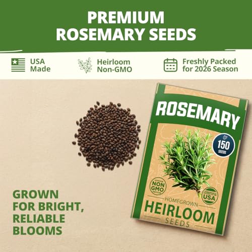 Image of HOME GROWN Non GMO Rosemary Seeds Pack - 150 High Germinating Heirloom Herb Seeds for Planting in Indoor or Outdoor Herb Gardens (Salvia rosmarinus)