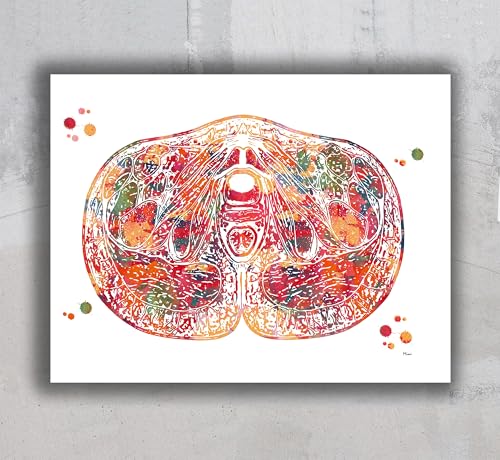 Pelvic Floor Anatomy Wall Art Cross Section View Of The