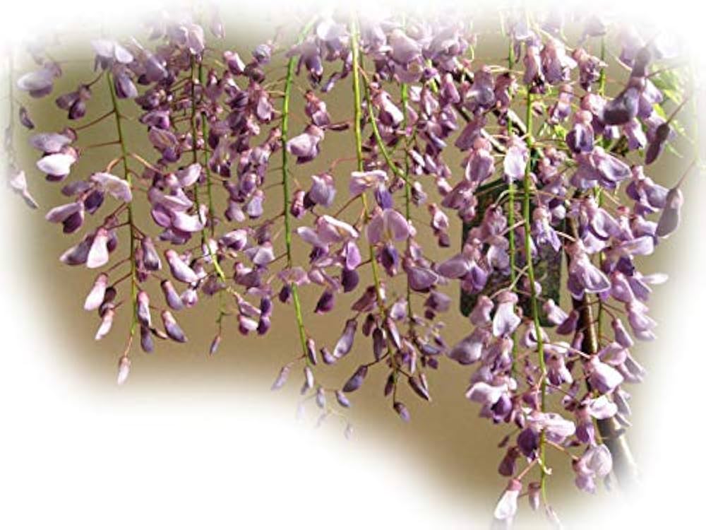 PALページ　藤　黒龍藤 Amazon.co.jp: 藤苗 一重黒龍藤 フジの苗 : DIY・工具・ガーデン