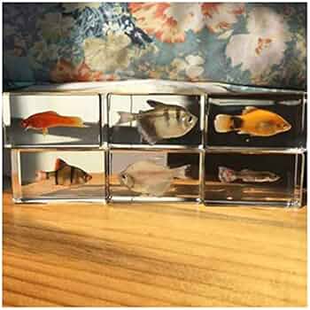 魚類標本 517lP51YTyL._UF350,350_QL50_.jpg