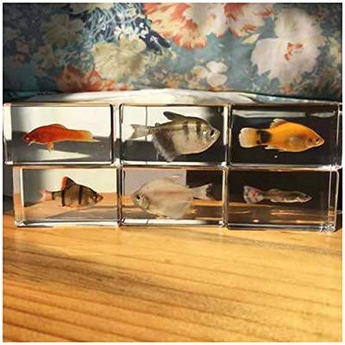 魚類標本 Amazon.co.jp: 魚標本モデル - 透明な魚埋め込み標本 - 6個の