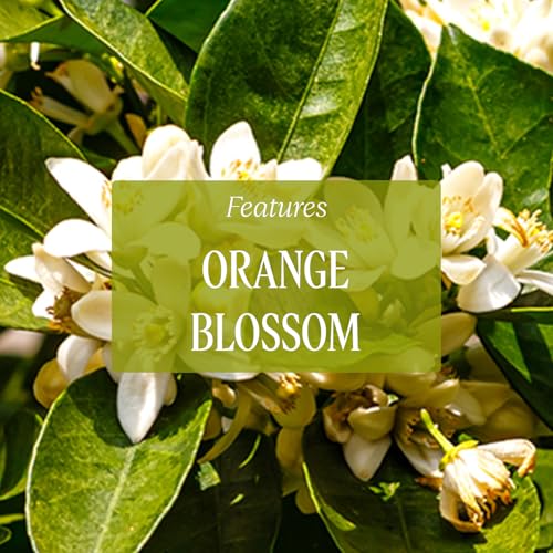 Image of L'Occitane Neroli & Orchidee Shower Gel (Travel Size)