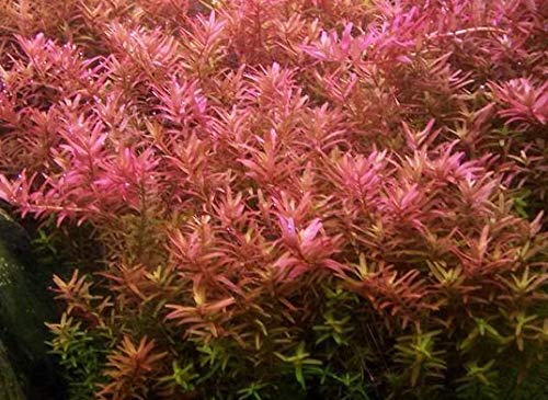 Maalavya Rotala Rotundifolia Hi Red Live Aquarium Aquatic Plant (8 to 10 Stems) with Pot (B0BNDR343H) Amazon Price History, Amazon Price Tracker