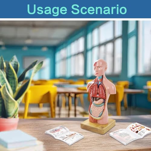 Image of EVOTECH SCIENTIFIC 2026 New Human Body Model for Anatomy, 15 Pcs Removable 11 inch Human Torso Anatomical Model with Heart Head Skull Brain Skeleton, School Medical Education Display