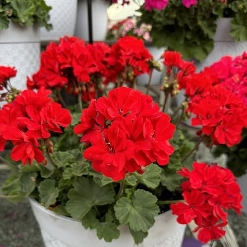 Carbeth Plants Geranium Zonal Bullseye Scarlet 6 Pack Bedding Plants