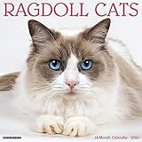 Ragdoll Cats 2020 Wall Calendar