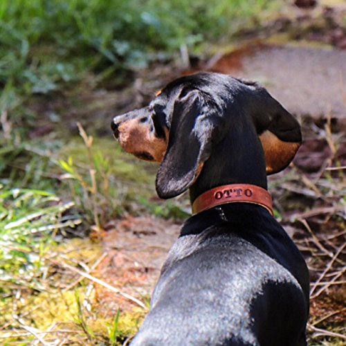 Handmade Personalized Bridle Leather Dog Collar, Engraved Pet Name, Brass/Gold Tone Hardware (Brown) #TOP7
