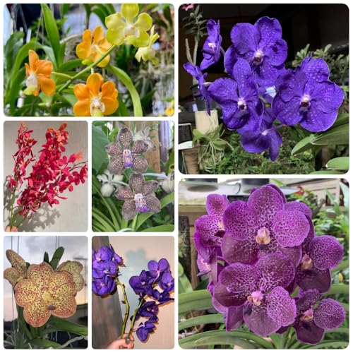 Semillas de orquídea Vanda - jardin s para lugares soleados de orquídeas Variedades antiguas de jardín de rocas 200pcs