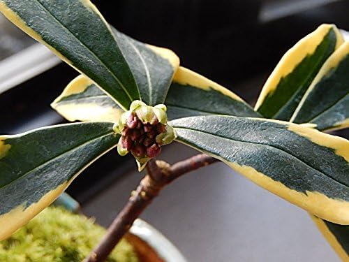 Sale 80 Off 沈丁花斑入り ミニ盆栽 Academy Torquedigital Com Br