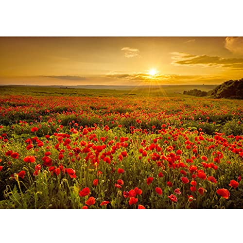 Runa Art Fototapete Blumenwiese Mohnblumen Modern Vlies...