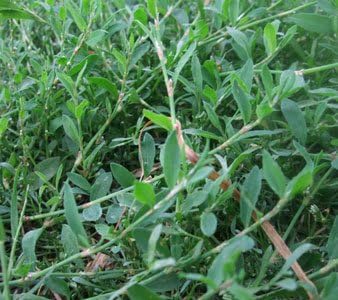 Knotgrass Herb, Cut&Sifted - Wildcrafted - Polygonum aviculare (454g = One Pound) Brand: Herbies Herbs
