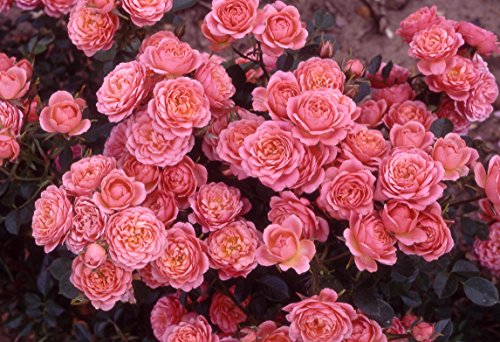 Greenbrokers Limited Happy Times Patio 3.5 Litre, Potted Rose-Gift wrap Available on Request