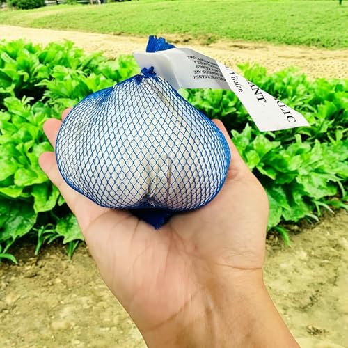 Elephant Garlic Bulbs 2 Count Non-GMO Large Size NOT for Planting