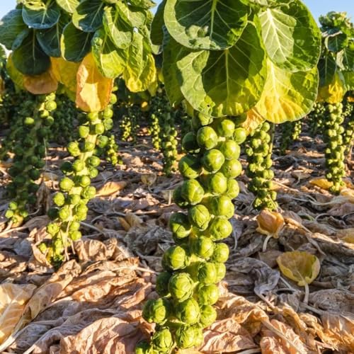 Semillas de coles de Bruselas - variedades antiguas invierno raras resistentes 150pcs