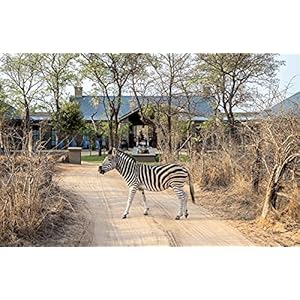 Safari style exceptional african camps and lodges hardcoverseptember 28 2021  urban country home decor