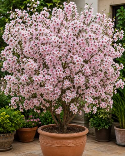 Image of Almond Flower Seeds - Low Maintenance -Grow In All Seasons.