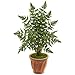Nearly Natural Ruffle Fern Palm Artificial Terra Cotta Planter Silk Trees, Green